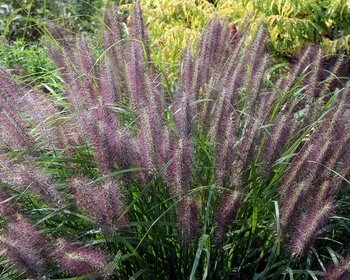 Pennisetum alopecuroides 'Red Head'