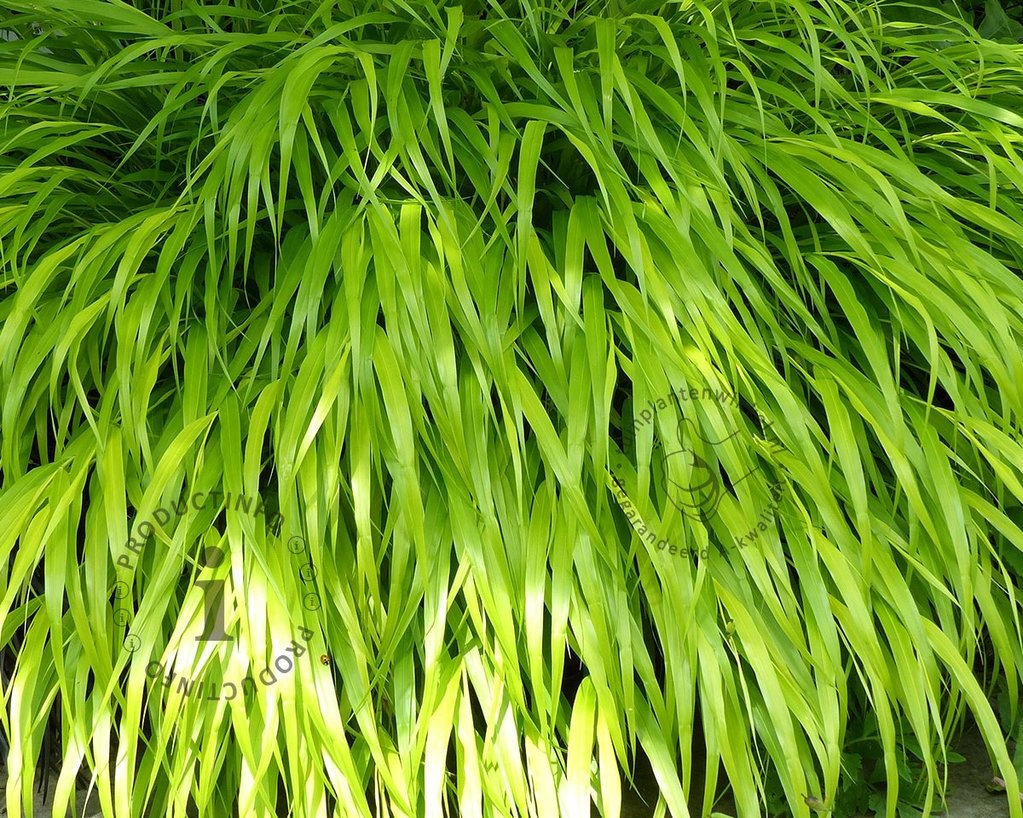 Hakonechloa macra 'Allgold'