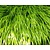 Hakonechloa macra 'Allgold'