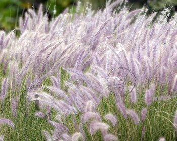 Pennisetum orientale