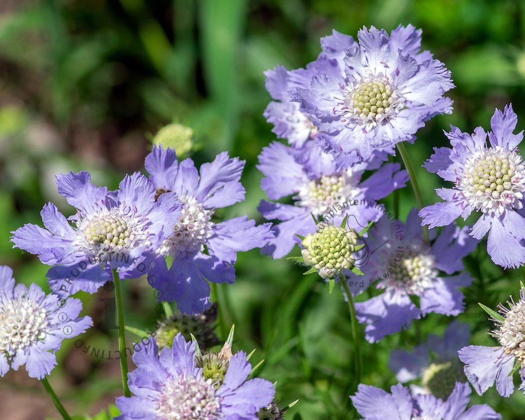 Scabiosa caucasica 'Perfecta'