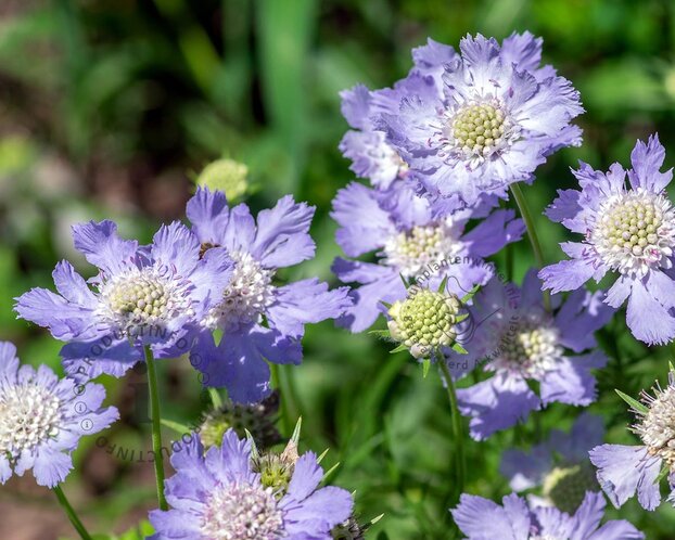 Scabiosa caucasica 'Perfecta'