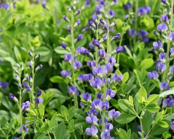 Baptisia australis