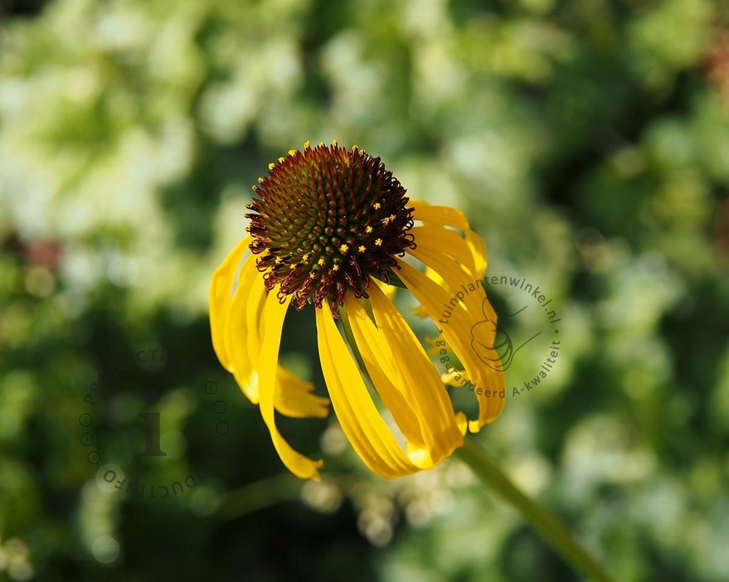 Echinacea paradoxa