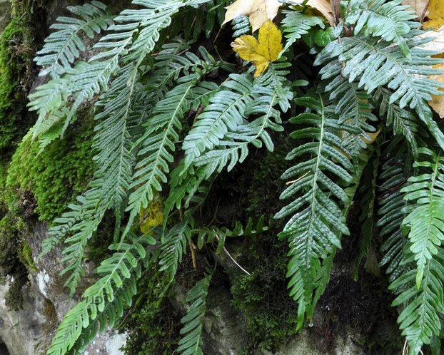 Polypodium vulgare