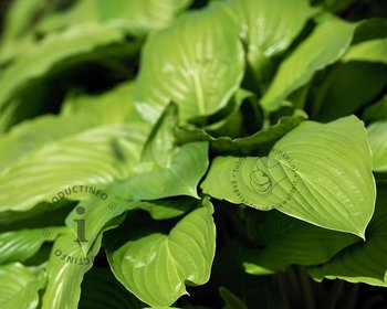 Hosta 'August Moon'