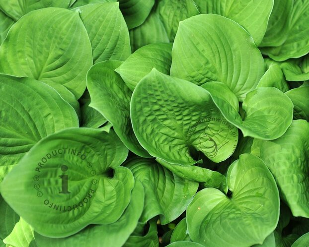Hosta 'Honeybells'