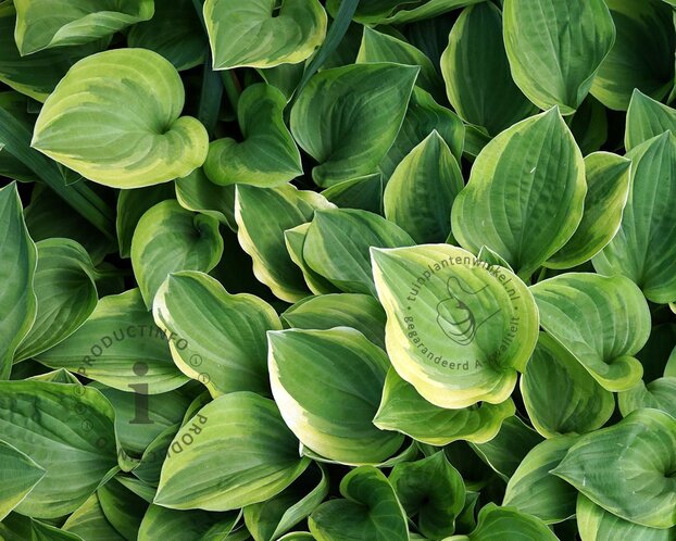 Hosta 'Golden Tiara'