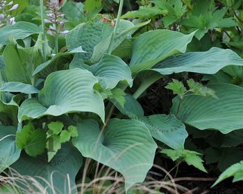 Hosta nigrescens 'Krossa Regal'