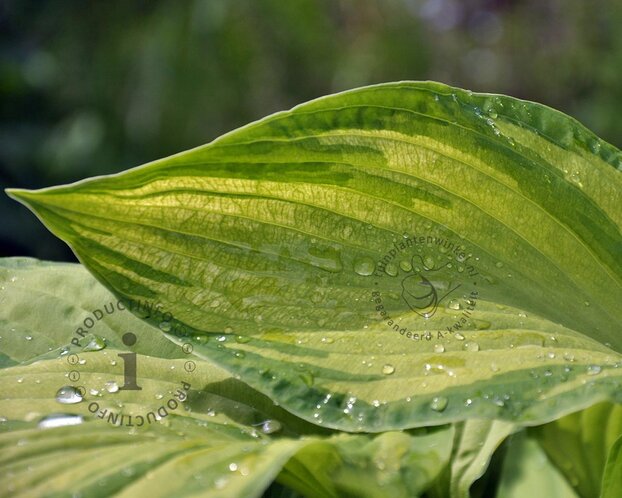 Hosta fortunei 'Albopicta'