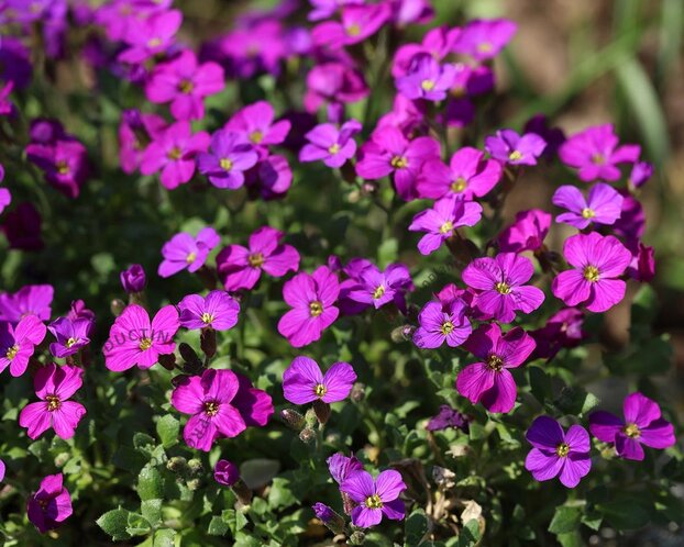 Aubrieta 'Cascade Red'