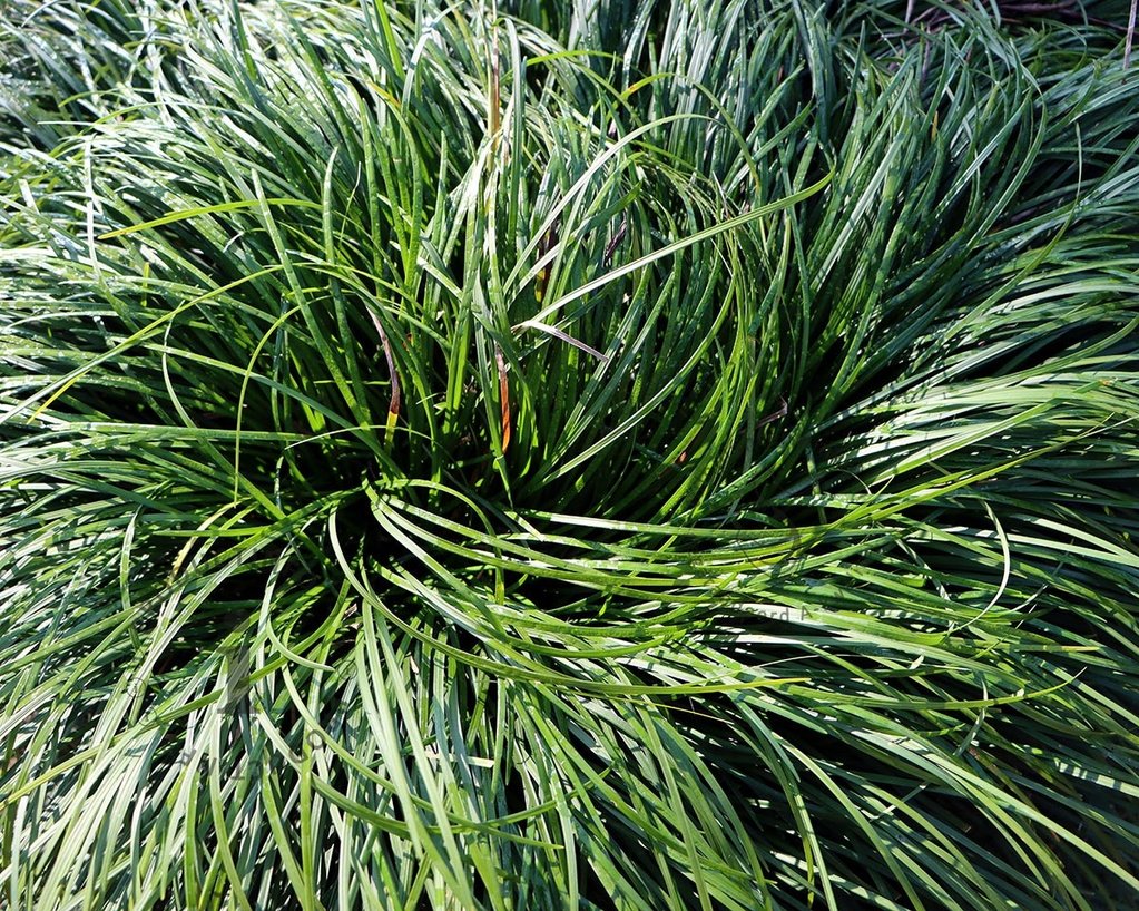 Carex caryophyllea 'The Beatles'