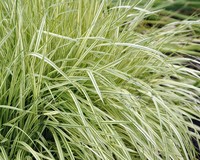 Molinia caerulea 'Variegata'