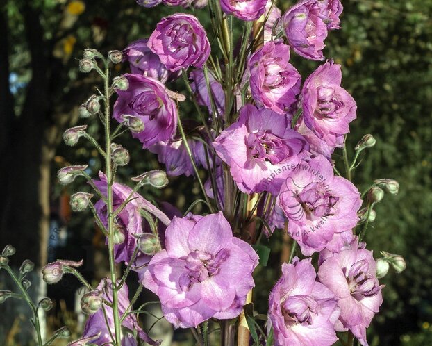 Delphinium pacific 'Astolat'