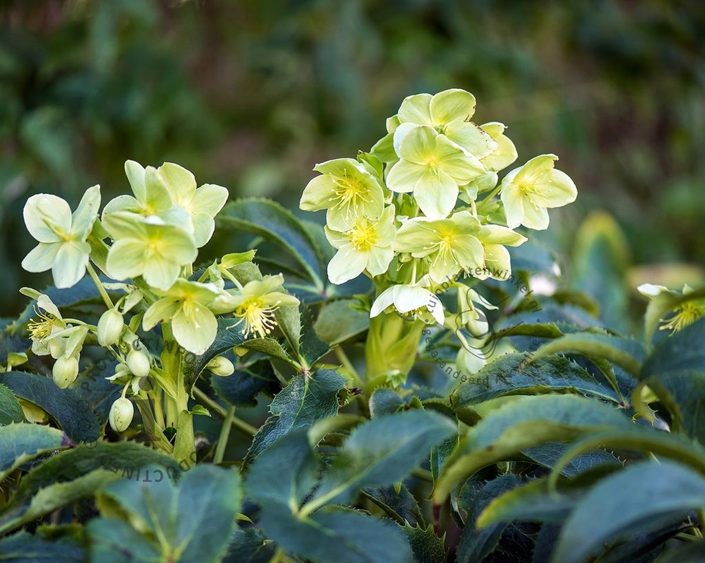 Helleborus argutifolius