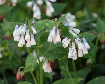 Symphytum grandiflorum 'Wisley Blue'