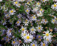 Aster ageratoides 'Adustus Nanus'