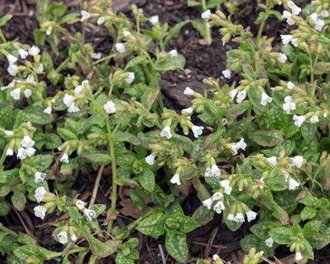 Pulmonaria officinalis 'Sissinghurst White'