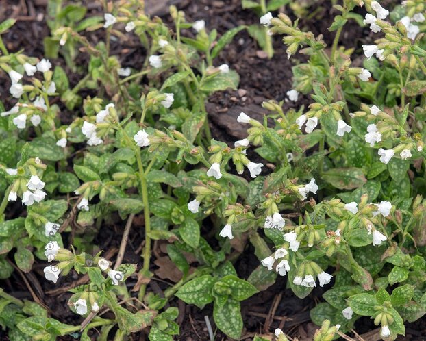 Pulmonaria officinalis 'Sissinghurst White'