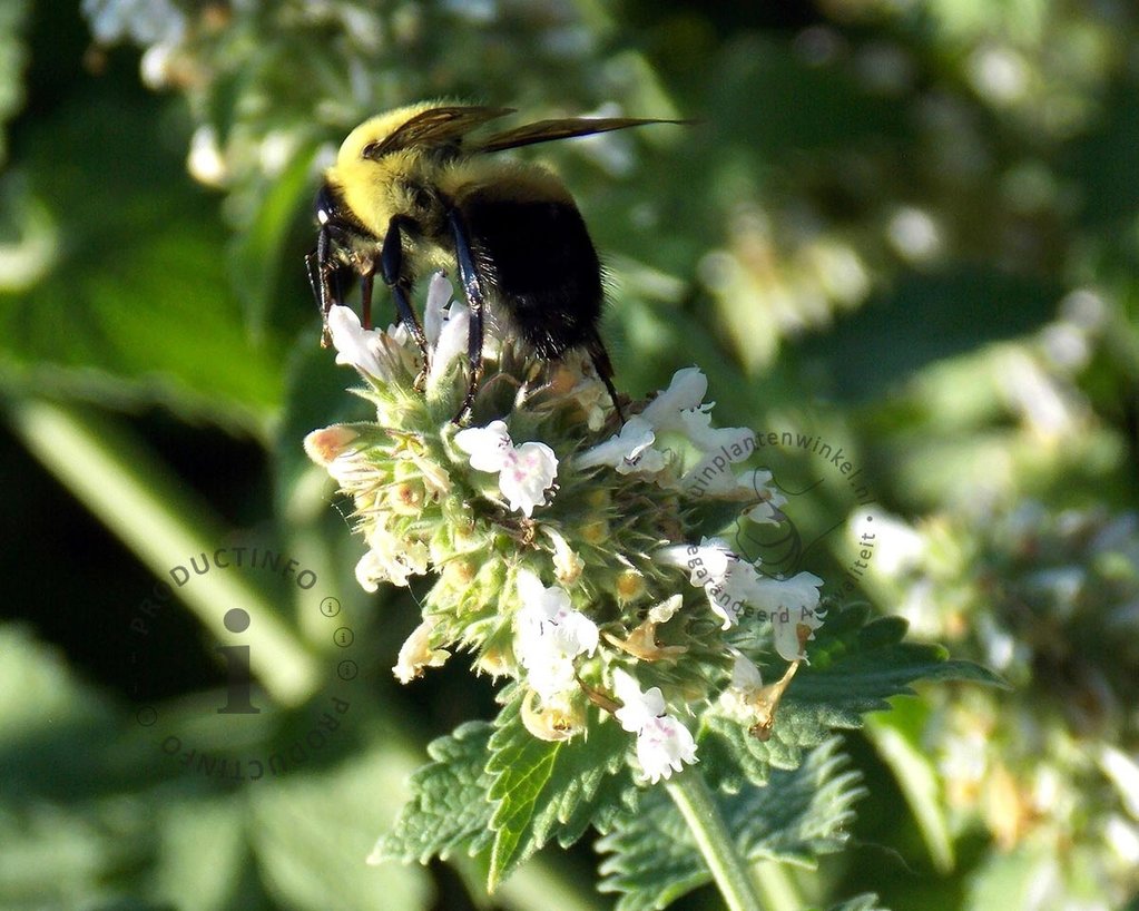 Nepeta racemosa 'Snowflake'