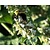 Nepeta racemosa 'Snowflake'