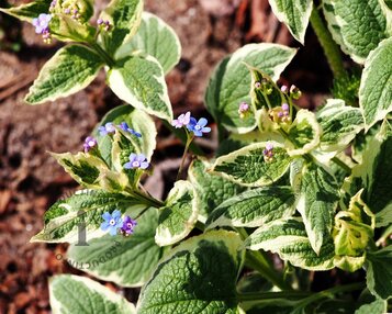 Brunnera macrophylla 'Variegata' image
