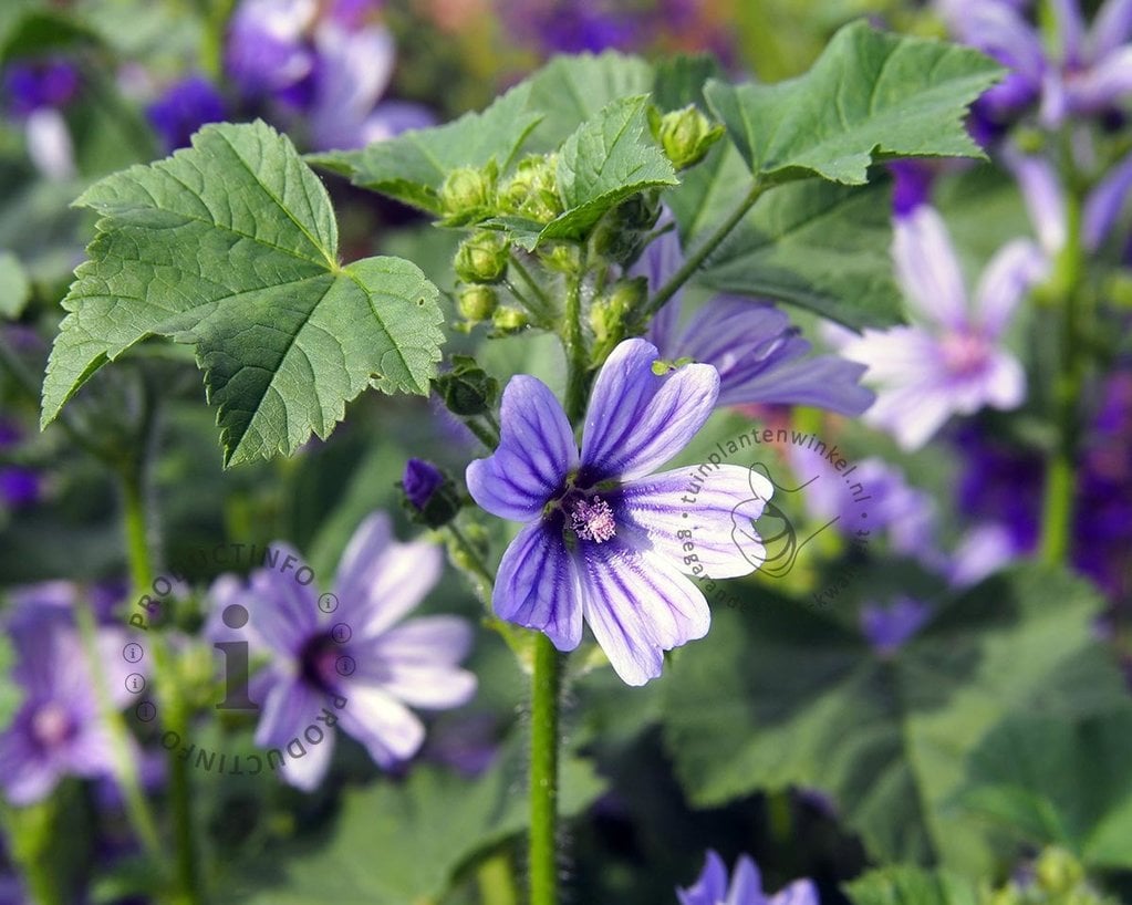 Malva sylvestris 'Primley Blue'