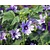 Malva sylvestris 'Primley Blue'