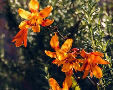 Crocosmia 'Emily McKenzie'