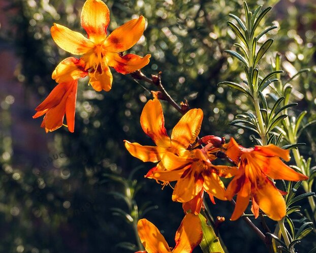 Crocosmia 'Emily McKenzie'