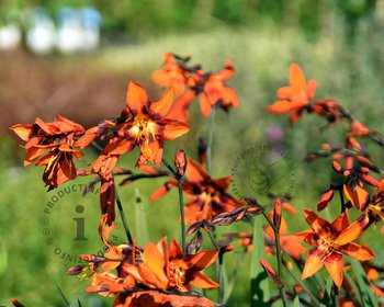 Crocosmia 'Emily McKenzie'