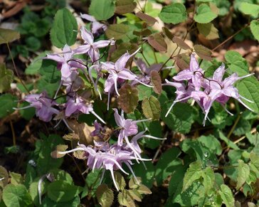 Epimedium youngianum 'Roseum'