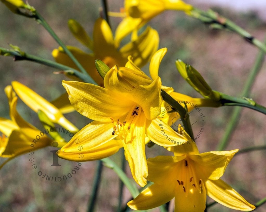 Hemerocallis lilioasphodelus (flava)