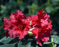 Rhododendron 'Baden-Baden'