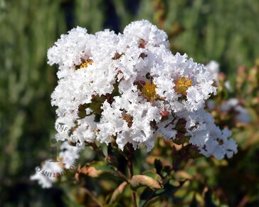 Lagerstroemia indica 'Milabla' (With Love Virgin)