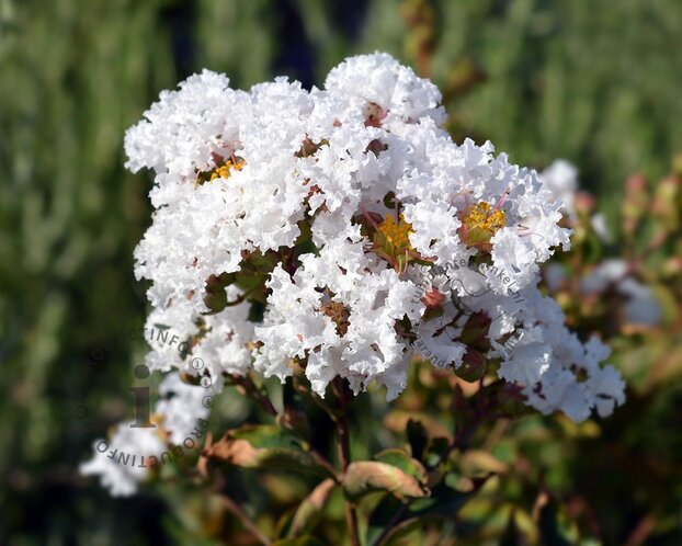 Lagerstroemia indica 'Milabla' (With Love Virgin)