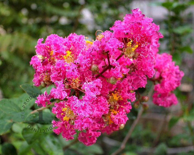 Lagerstroemia indica 'Milarose' (With Love Girl)