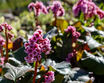 Bergenia 'Bressingham Ruby'