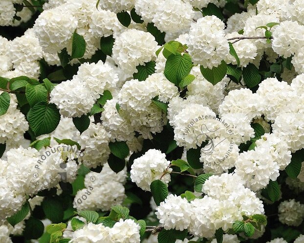 Viburnum plicatum 'Newport'