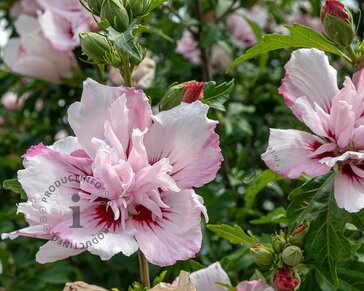 Hibiscus syriacus 'Starburst Chiffon'