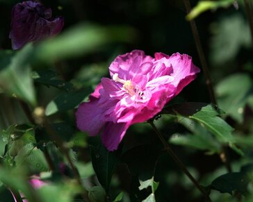Hibiscus syriacus 'Magenta Chiffon'