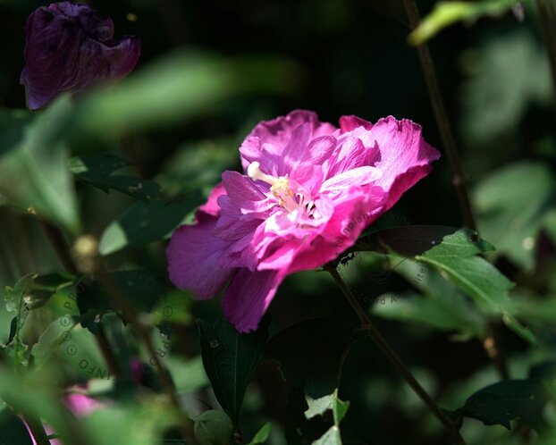 Hibiscus syriacus 'Magenta Chiffon'