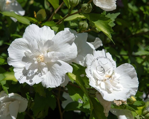 Hibiscus syriacus 'White Chiffon'