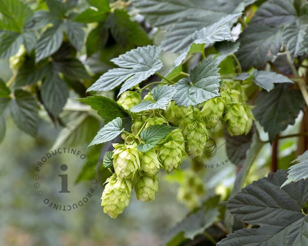 Humulus lupulus 'Nordbrau'