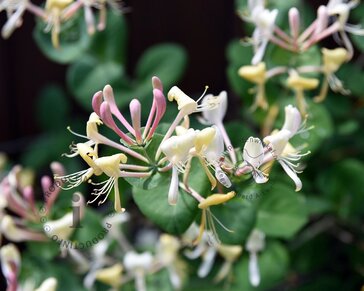 Lonicera caprifolium