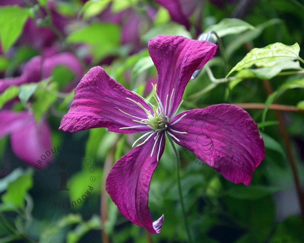 Clematis viticella 'Madame Julia Correvon'