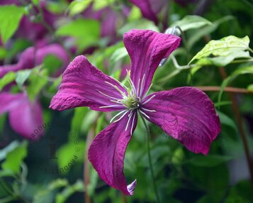 Clematis viticella 'Madame Julia Correvon' image