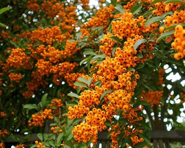 Pyracantha 'Orange Charmer'