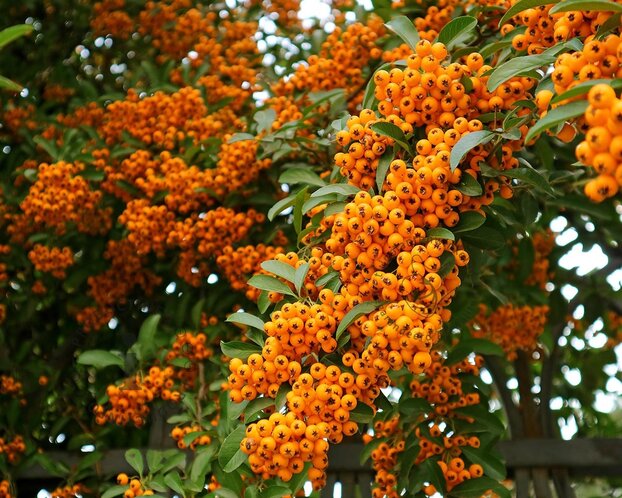 Pyracantha 'Orange Charmer'