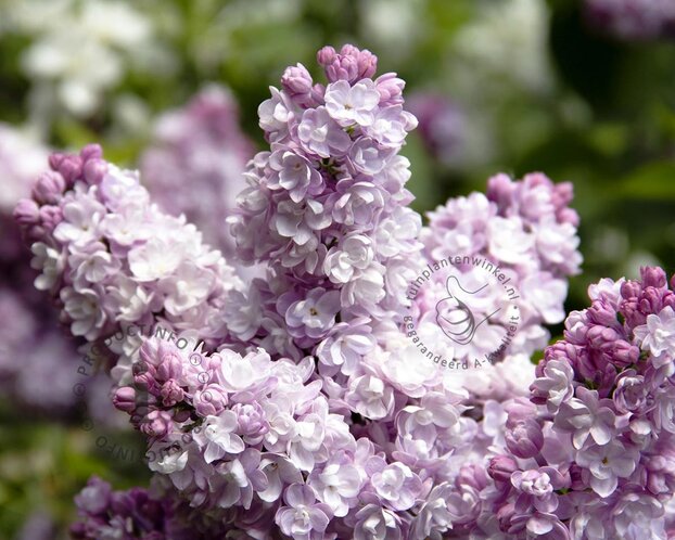 Syringa vulgaris 'Beauty of Moscow'